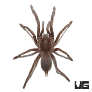 Australian Barking Spider (Selenocosmia crassipes) For Sale ...