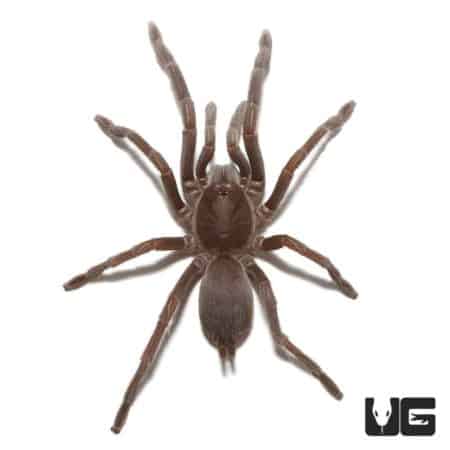 Australian Barking Spider, female, close-up view.
