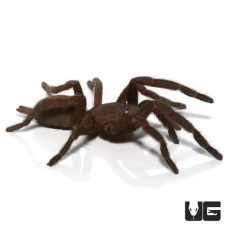 Female Australian Barking Spider, exotic pet, arachnid, dark brown, hairy body, natural habitat.