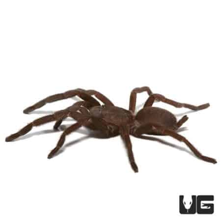 Female Australian Barking Spider, a rare and fascinating arachnid species, showcased at Underground.