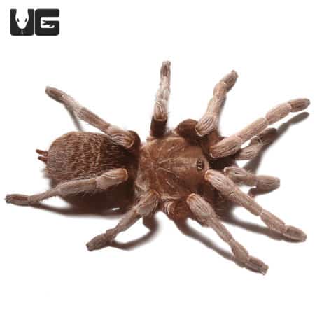 Close-up of a female Nicaraguan fossorial tarantula, 2-3 inches, showcasing its brown body and leg d.