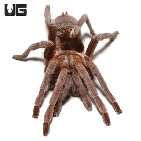 Female Nicaraguan Fossorial Tarantula (Sandinista lanceolatum) For Sale - Underground Reptiles