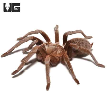 Female Nicaraguan Fossorial Tarantula (Sandinista lanceolatum) For Sale - Underground Reptiles