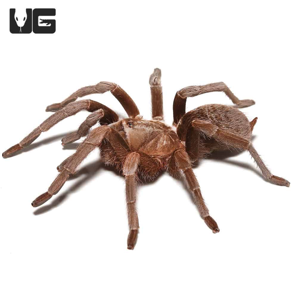 Ecuadorian Purple Pinktoe Tarantula For Sale Underground Reptiles