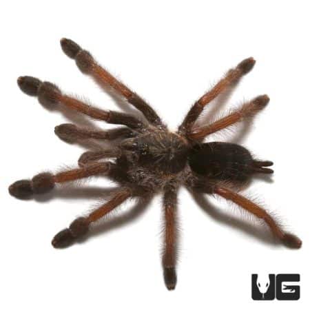 Female Panamanian Blonde Tarantula, 2-2.5 inches, showcasing vibrant coloration and hairy body.