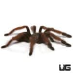 Panamanian Blonde Tarantula (Psalmopoeus pulcher) For Sale - Underground Reptiles