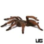 Panamanian Blonde Tarantula (Psalmopoeus pulcher) For Sale - Underground Reptiles