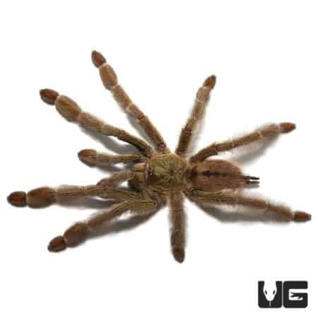 Female Trinidad Chevron Tarantula, 3-4 inches, showcasing vibrant markings and hairy body.