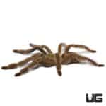 Trinidad Chevron Tarantula (Psalmopoeus cambridgei) For Sale - Underground Reptiles
