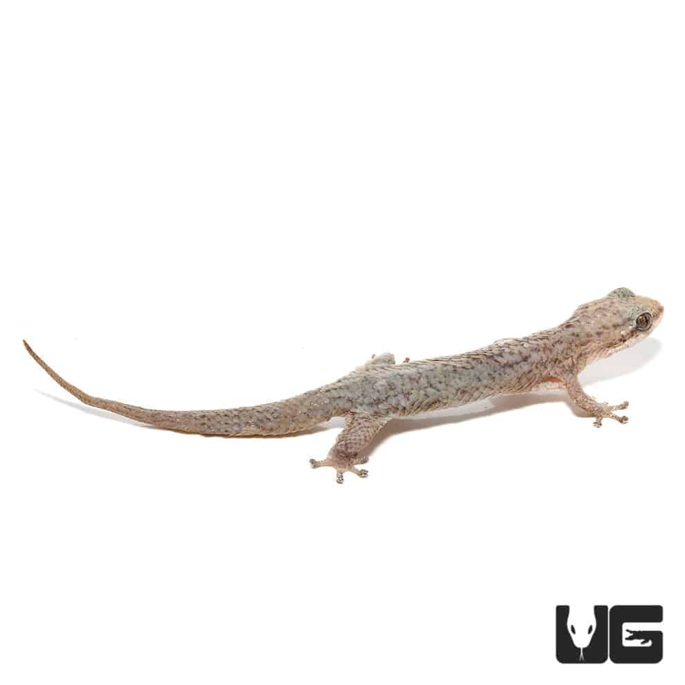 Fish Scale Gecko (Geckolepis) For Sale Underground Reptiles
