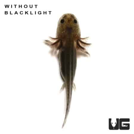 Lavender Melanoid Axolotls (Ambystoma mexicanum) For Sale - Underground Reptiles