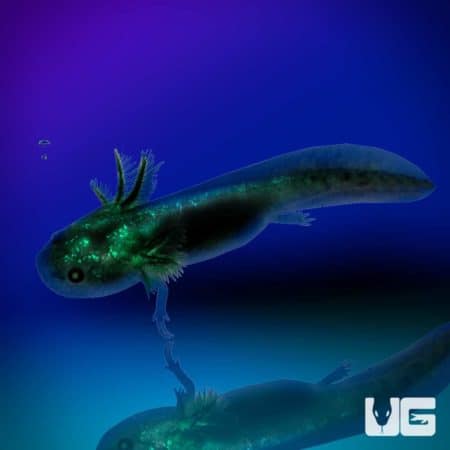 GFP Lavender Melanoid Axolotl in vibrant aquatic environment.