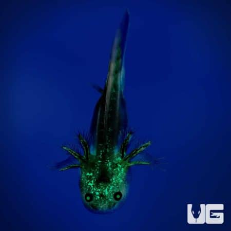 Lavender Melanoid Axolotls (Ambystoma mexicanum) For Sale - Underground Reptiles