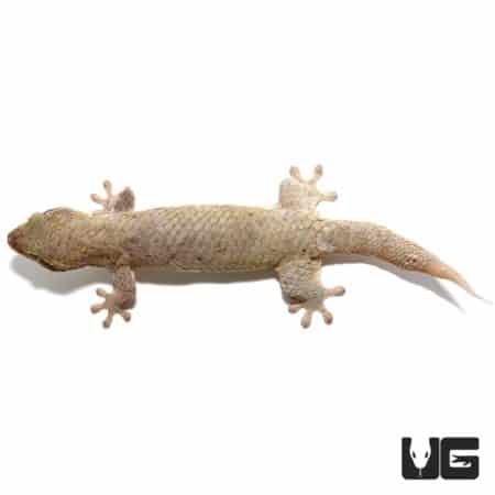 Fish Scale Gecko (Geckolepis) For Sale - Underground Reptiles