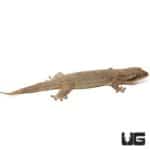 Fish Scale Gecko (Geckolepis) For Sale - Underground Reptiles