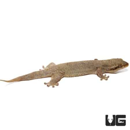Fish Scale Gecko (Geckolepis) For Sale - Underground Reptiles