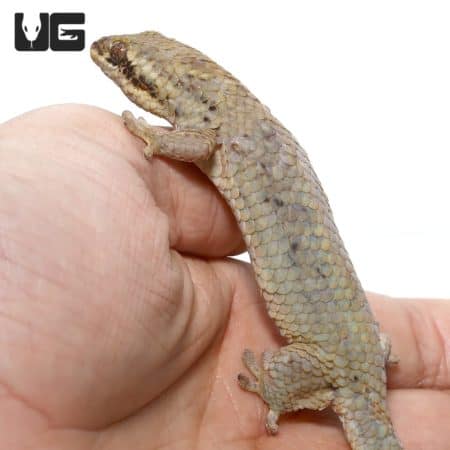 Giant Fish Scale Gecko on a person's hand, showcasing its textured, iridescent scales.