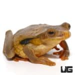 Golden Eye Tree Frog For Sale - Underground Reptiles