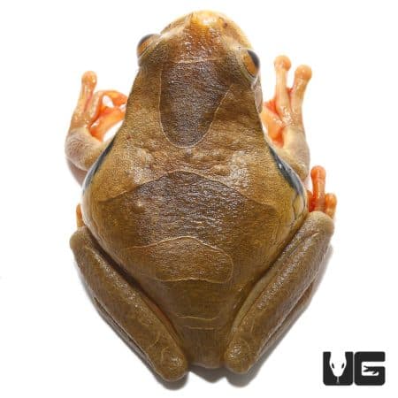 Golden Eye Tree Frog For Sale - Underground Reptiles