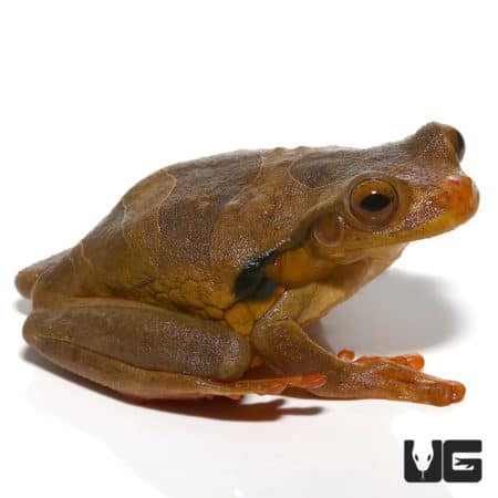 Golden Eye Tree Frog For Sale - Underground Reptiles