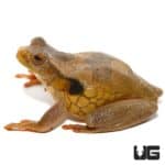 Golden Eye Tree Frog For Sale - Underground Reptiles
