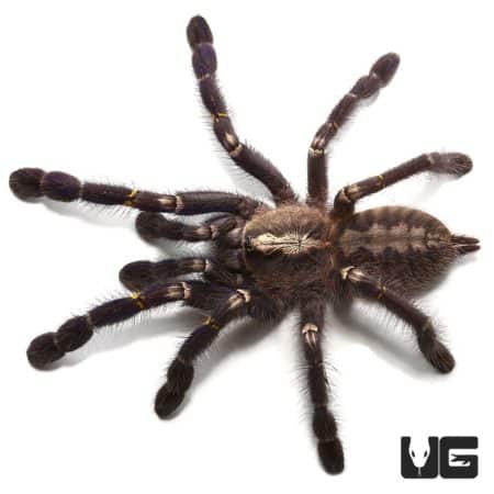 Gooty Sapphire Ornamental Tarantulas (Poecilotheria metallica) For Sale - Underground Reptiles