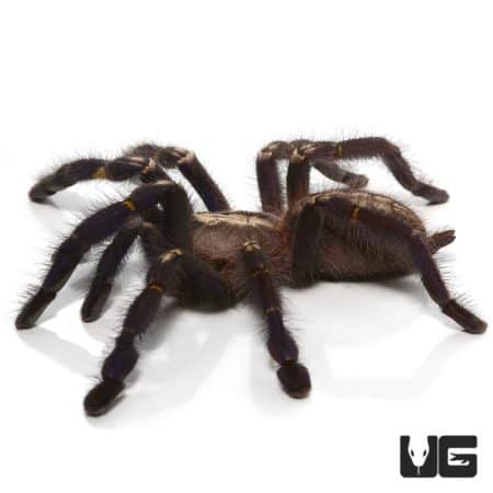 Gooty Sapphire Ornamental Tarantula, male, 3-4 inches, exotic pet, arachnid, colorful tarantula.