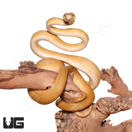 Patternless Colored Amazon Tree Boas (Corallus hortulanus) For Sale - Underground Reptiles