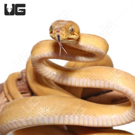 Close-up of a patternless yellow Amazon Tree Boa with its tongue out.