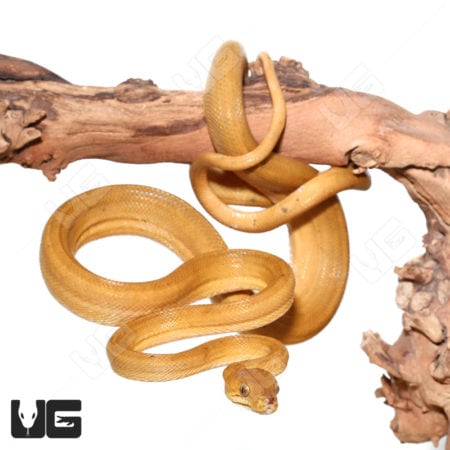 Patternless Colored Amazon Tree Boas (Corallus hortulanus) For Sale - Underground Reptiles