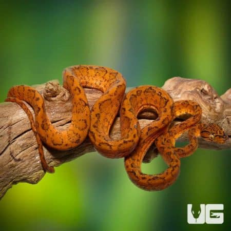 Colored Amazon Tree Boas (Corallus hortulanus) For Sale - Underground Reptiles