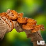 Colored Amazon Tree Boas (Corallus hortulanus) For Sale - Underground Reptiles