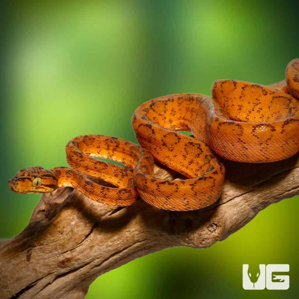 Colored Amazon Tree Boas For Sale Underground Reptiles
