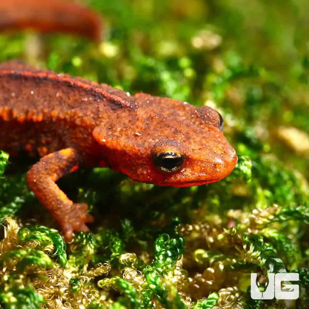 Hong Kong Warty Newts (Paramesotriton hongkongensis) for Sale ...