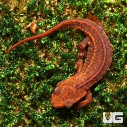 Hong Kong Warty Newts for Sale - Underground Reptiles