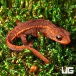 Hong Kong Warty Newts for Sale - Underground Reptiles