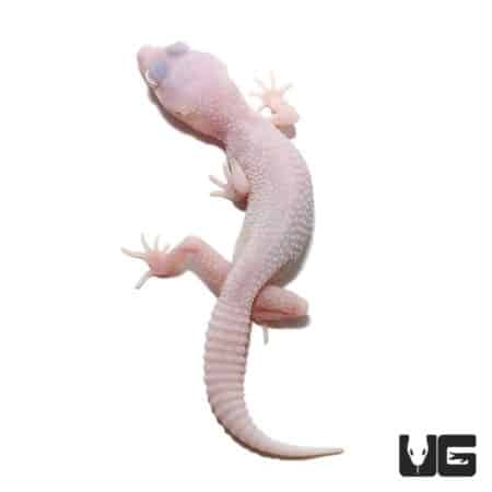 Juvenile Diablo Blanco Leopard Gecko with Snake Eyes, Reptile for Sale.