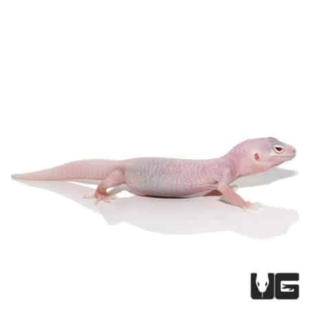 Juvenile Diablo Blanco Leopard Geckos (Eublepharis macularius) For Sale - Underground Reptiles