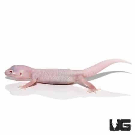 Juvenile Diablo Blanco Leopard Geckos (Eublepharis macularius) For Sale - Underground Reptiles