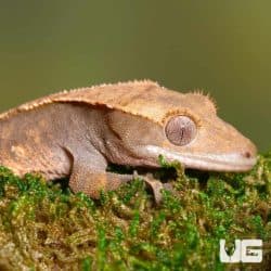 Juvenile Harlequin Crested Geckos (Correlophus ciliatus) For Sale - Underground Reptiles