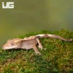 Juvenile Harlequin Crested Gecko (Correlophus ciliatus) For Sale - Underground Reptiles