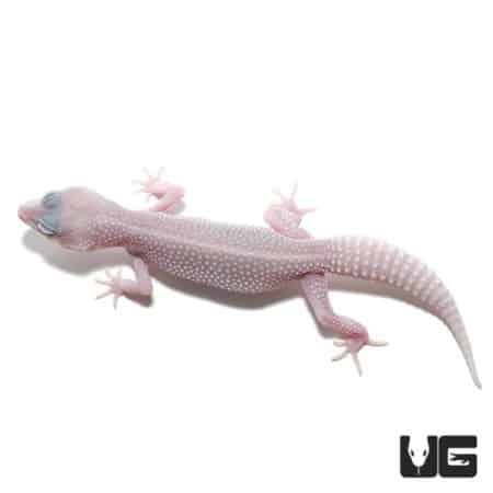 Juvenile Mack Super Snow Blizzard Leucistic Leopard Geckos (Eublepharis macularius) For Sale - Underground Reptiles