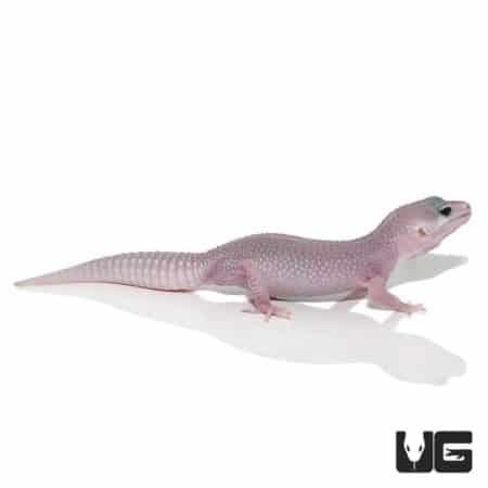 Juvenile Mack Super Snow Blizzard Leucistic Leopard Gecko with unique coloration.