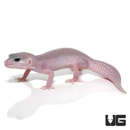 Juvenile Mack Super Snow Blizzard Leucistic Leopard Geckos (Eublepharis macularius) For Sale - Underground Reptiles
