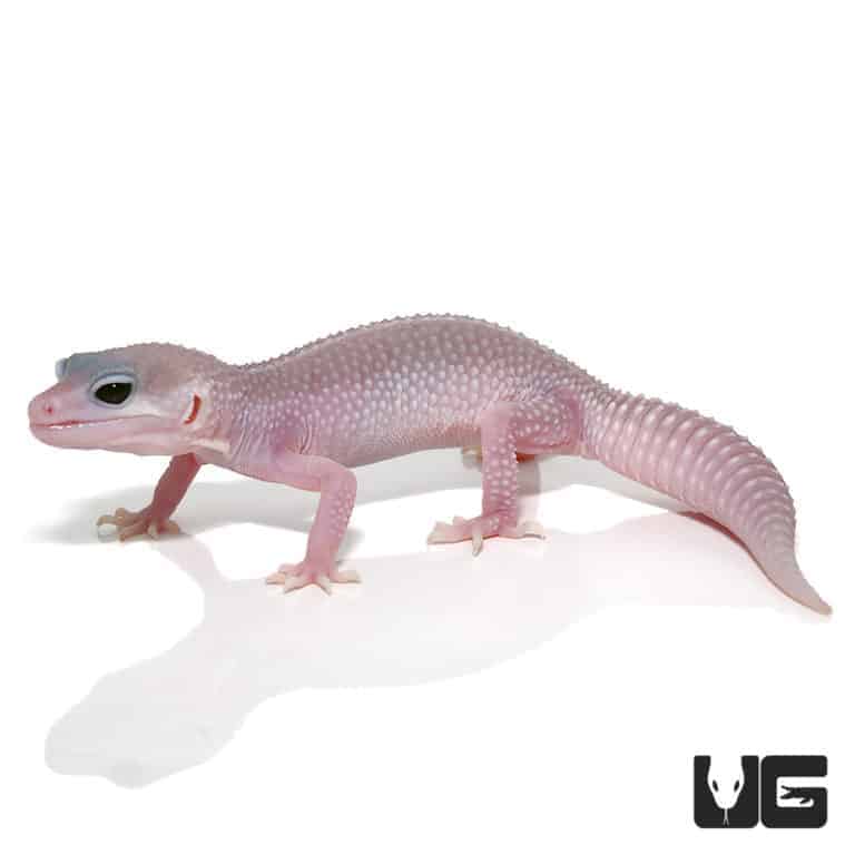 Juvenile Mack Super Snow Albino Leucistic Leopard Geckos (Eublepharis macularius) For Sale