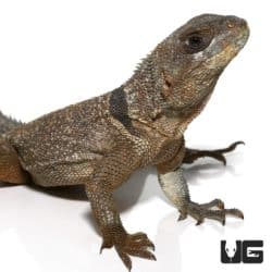 Madagascan Collared Iguanas For Sale - Underground Reptiles