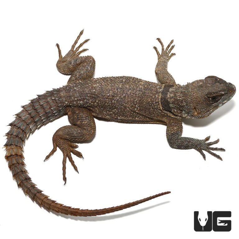 Baby Desert Collared Lizards For Sale Underground Reptiles