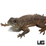 Madagascan Collared Iguanas For Sale - Underground Reptiles