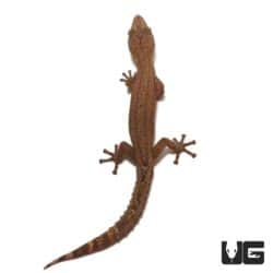 Madagascar Clawless Geckos For Sale - Underground Reptiles