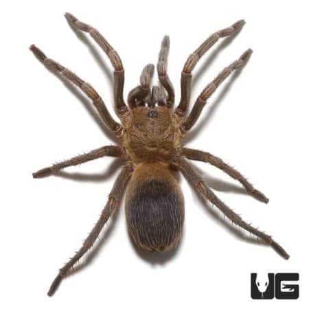 Colombian Purple And Gold Tarantula (Pseudhapalopus sp purple and gold) For Sale - Underground Reptiles